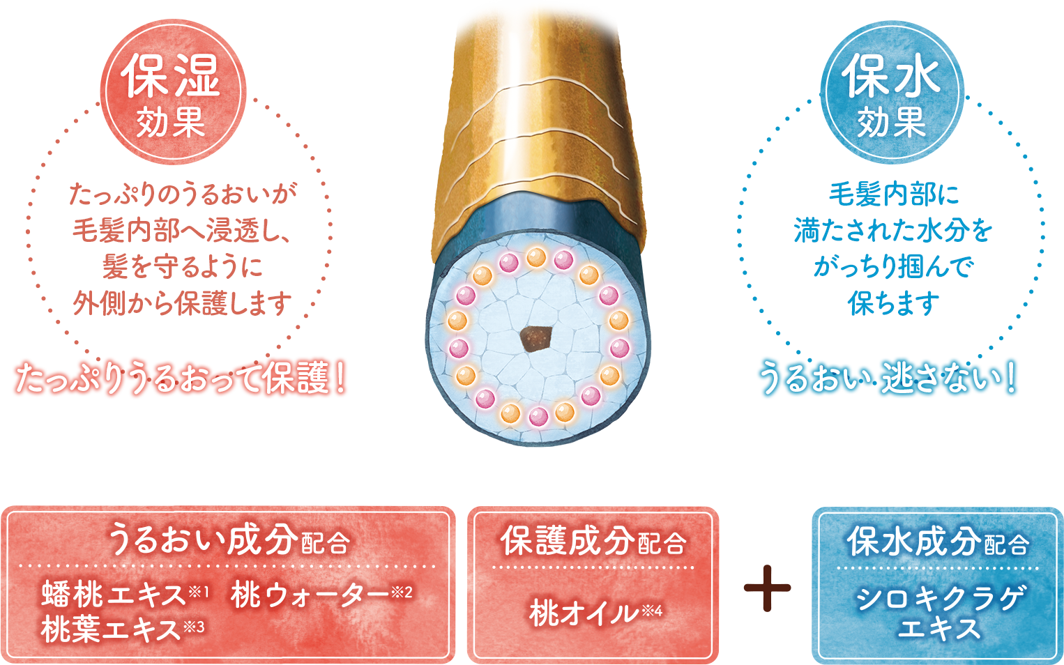保湿効果 たっぷりのうるおいが毛髪内部へ浸透し、髪を守るように外側から保護します 保水効果 毛髪内部に満たされた水分をがっちり掴んで保ちます